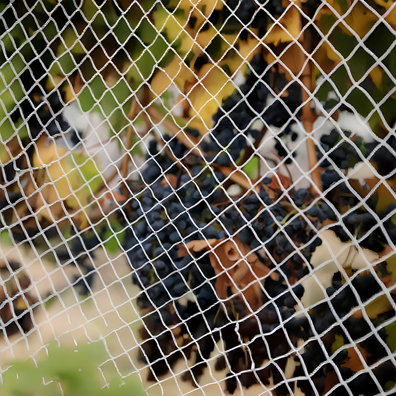 1744124438275109.jpg 40g bird netting (1)_副本.jpg