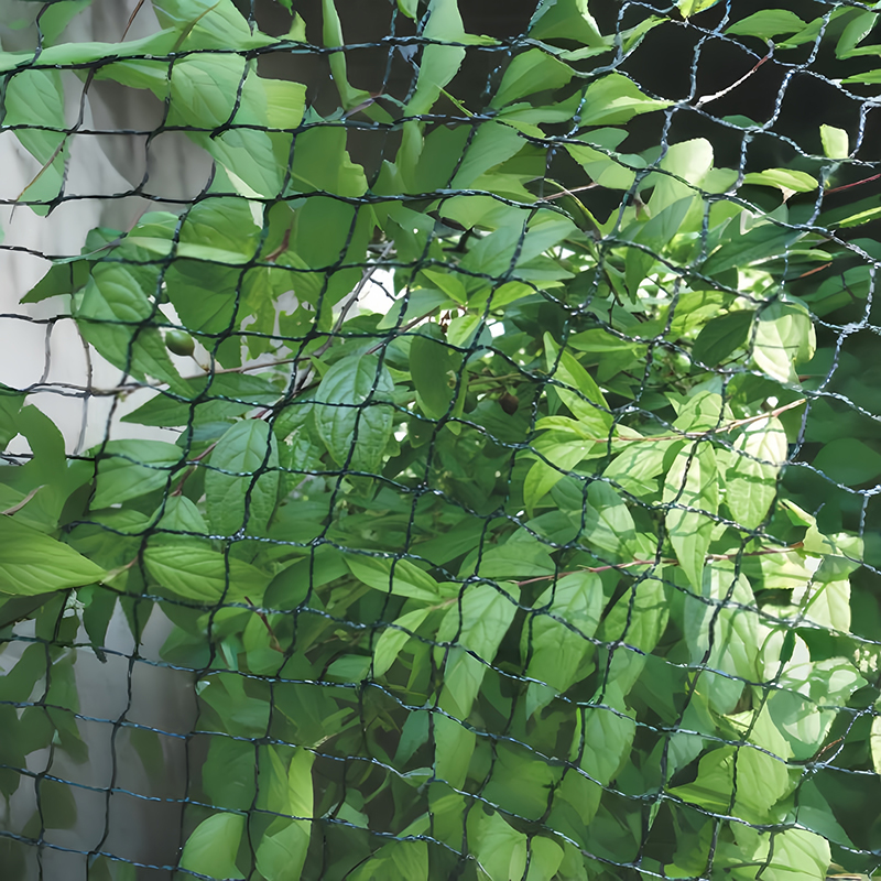 1744154102426005.jpg green black bird net.jpg
